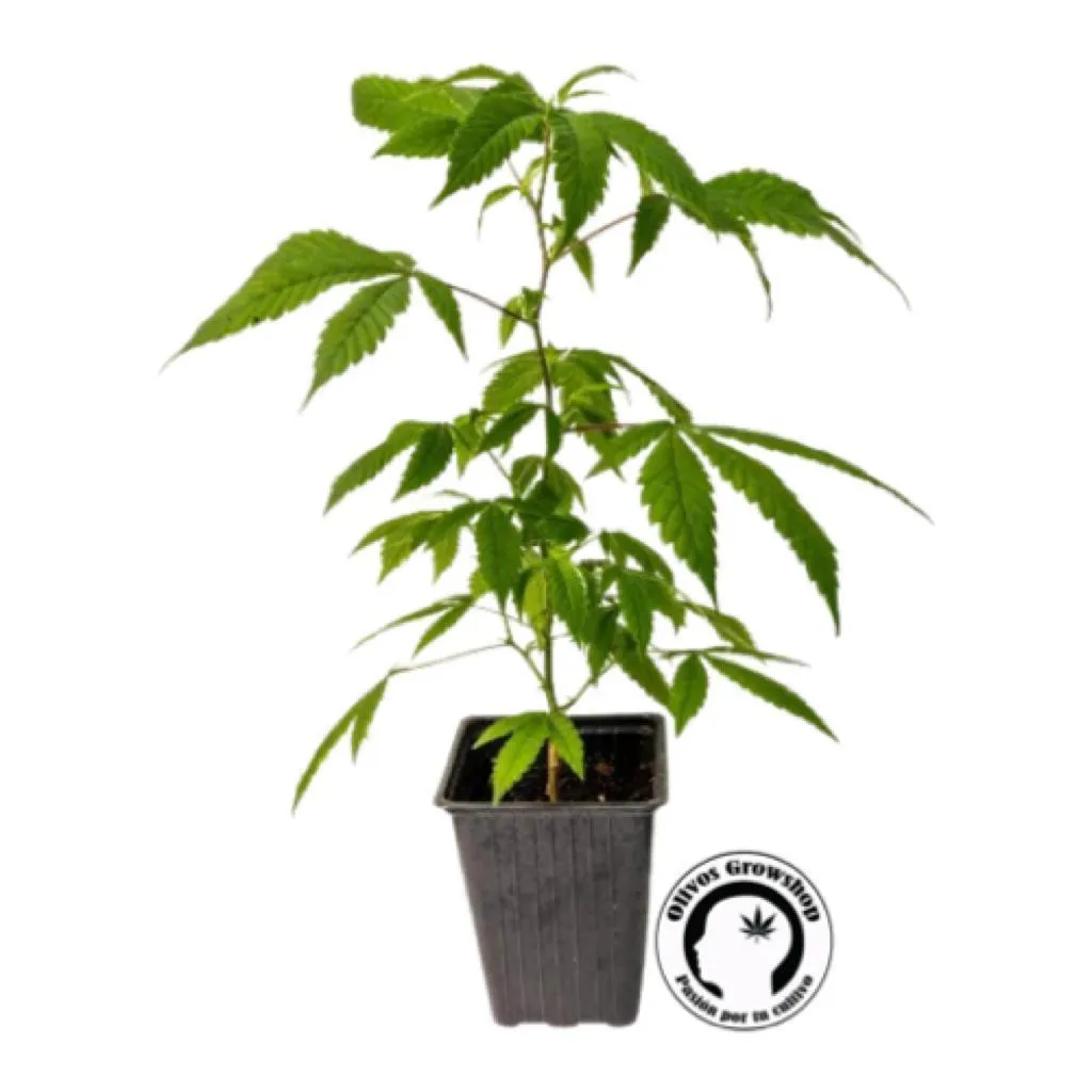 ESQUEJE BILLY SEEDS PURPLE KARMA - THC