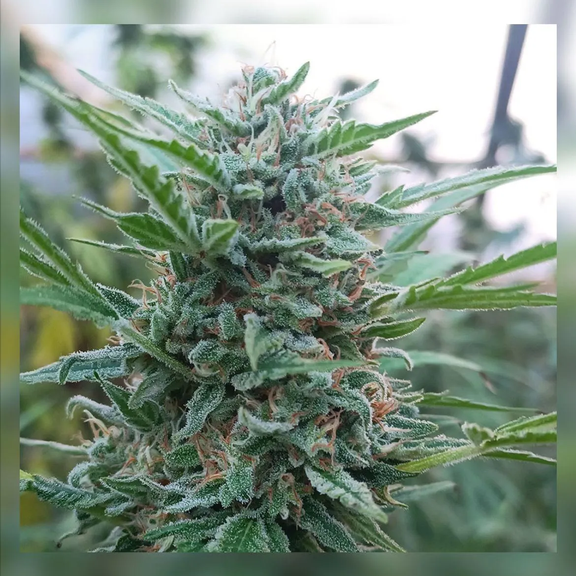 SEMILLAS CANNABIS 9001 - BLISTER X3 - Imagen 2
