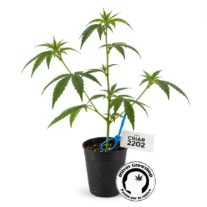 ESQUEJE CRIAR 2202 - CBD