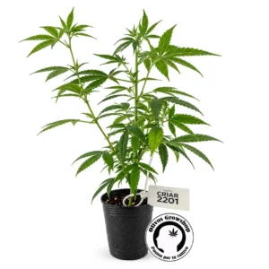ESQUEJE CRIAR 2201 - CBD