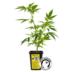 ESQUEJE INDIAN SEEDS EGYPTO - THC