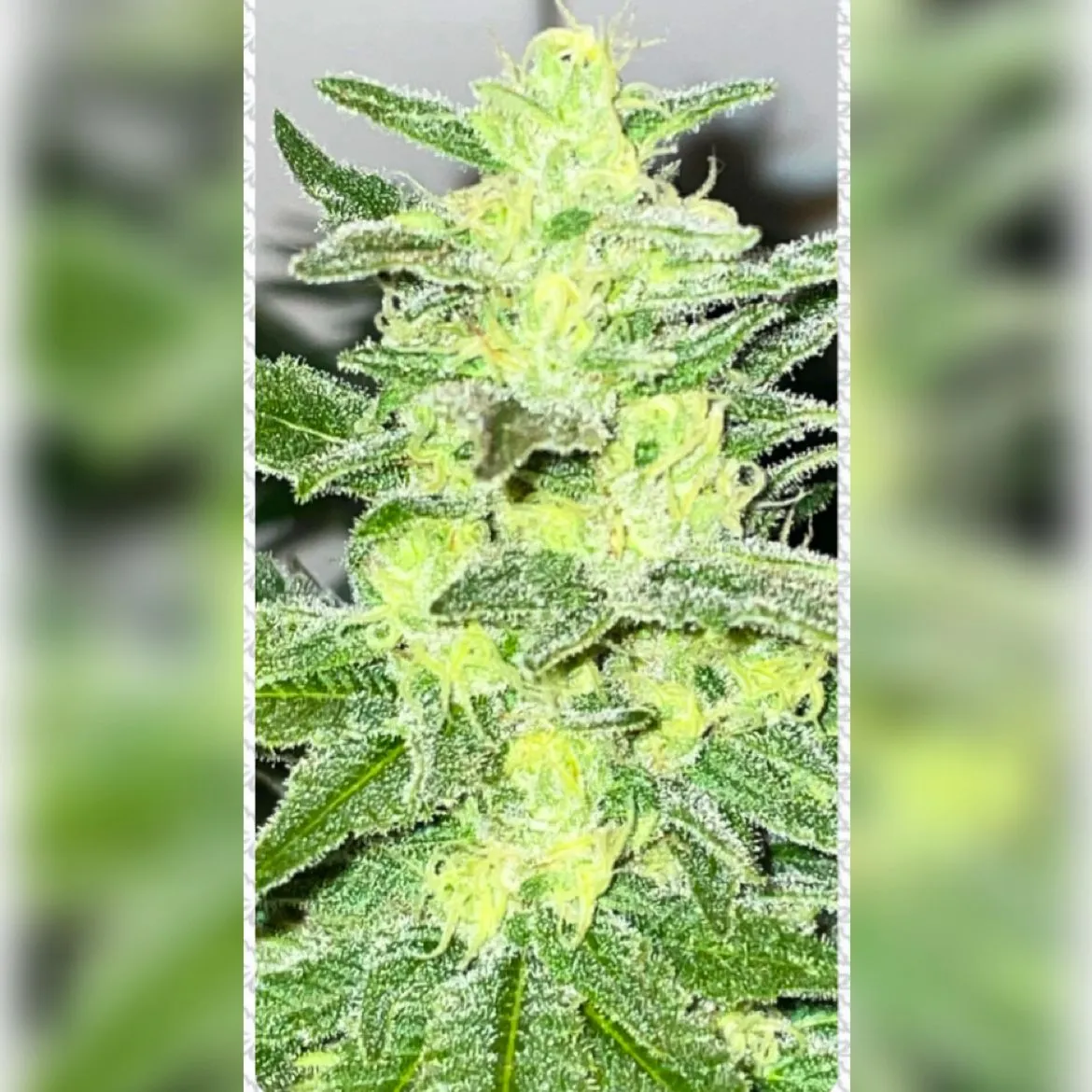 SEMILLAS CANNABIS CRAIG YERUTI - BLISTER X4 - Imagen 2