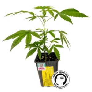 ESQUEJE YACARE PASIONARIA - CBD
