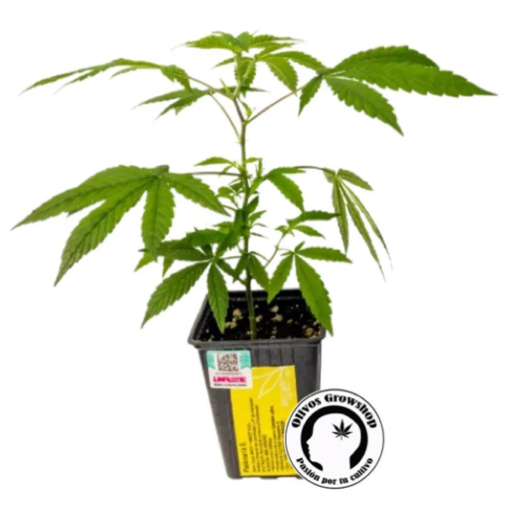 ESQUEJE YACARE PASIONARIA - CBD