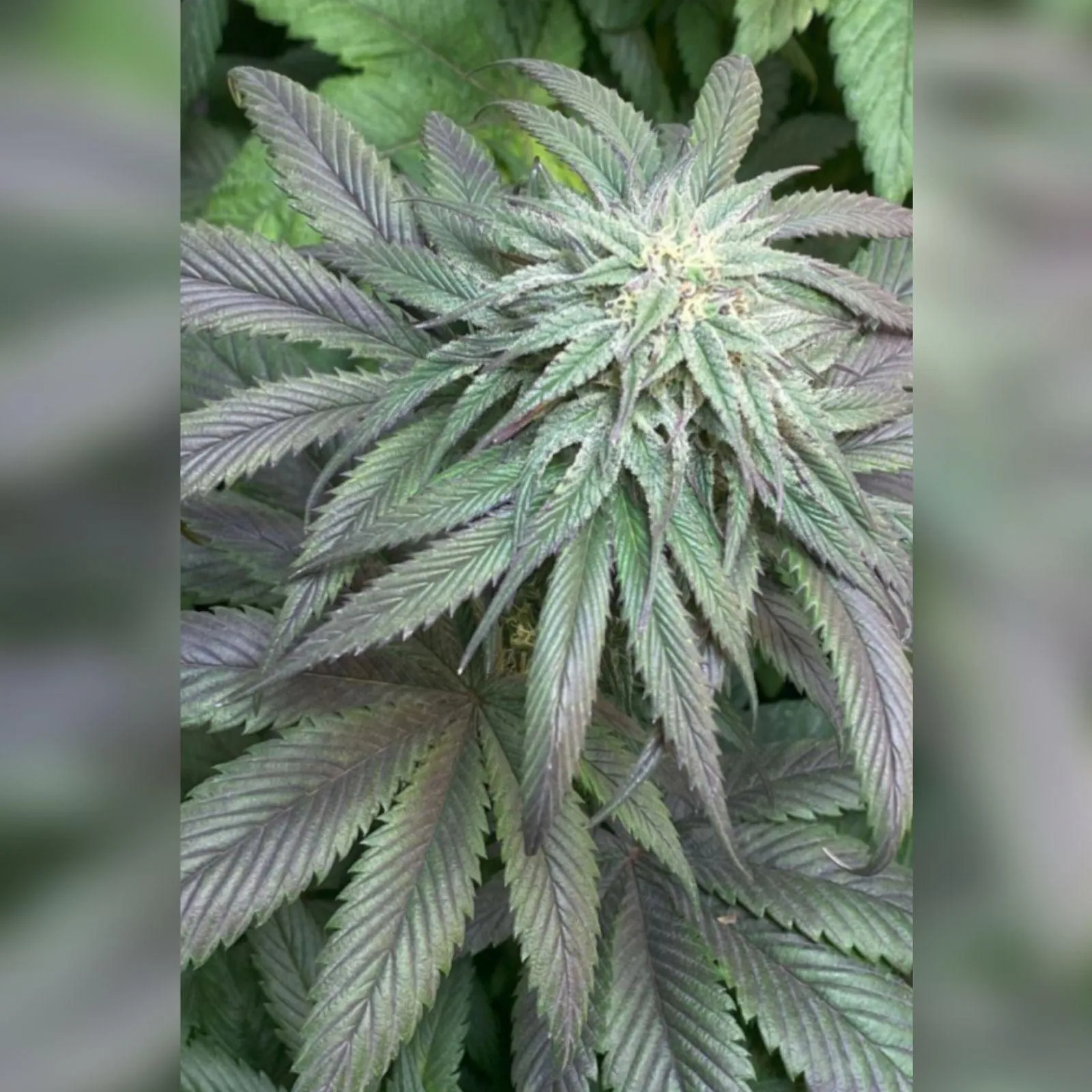 SEMILLAS CANNABIS PURPLE KARMA - BLISTER X3 - Imagen 2