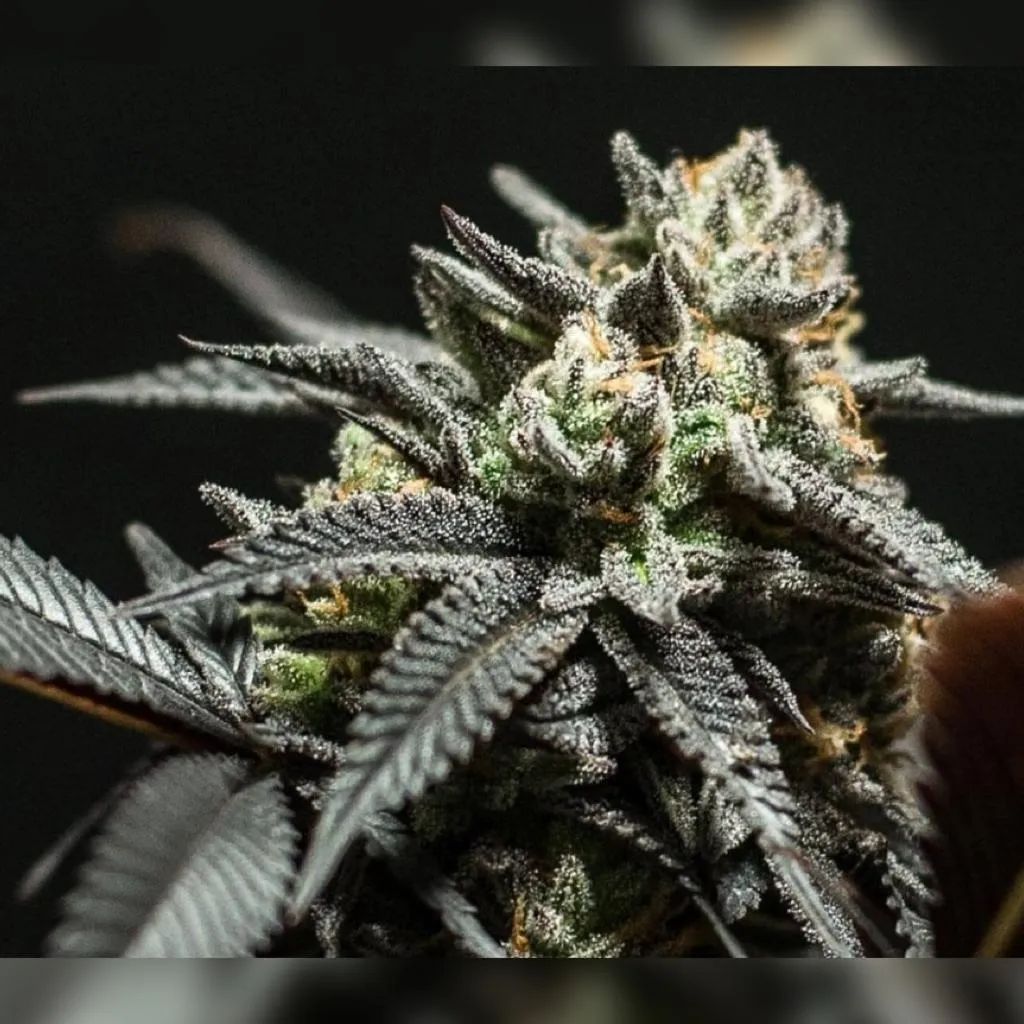 SEMILLAS CANNABIS CHOCO OG - BLISTER X3 - Imagen 2