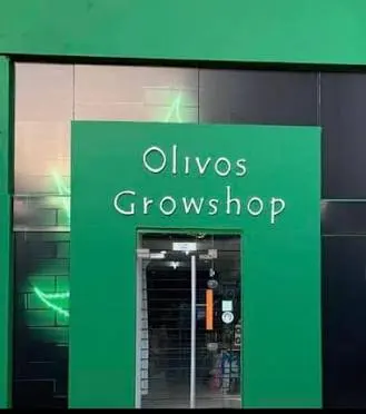 Cultivo indoor Olivos Growshop